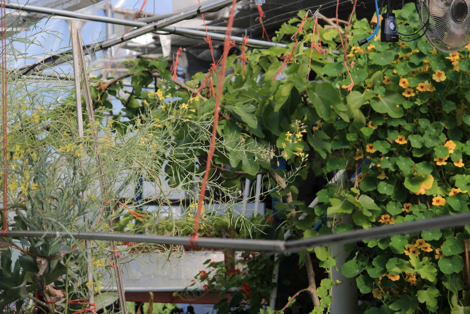 Sous ces plantes se trouvent des centaines de truites arc-en-ciel.