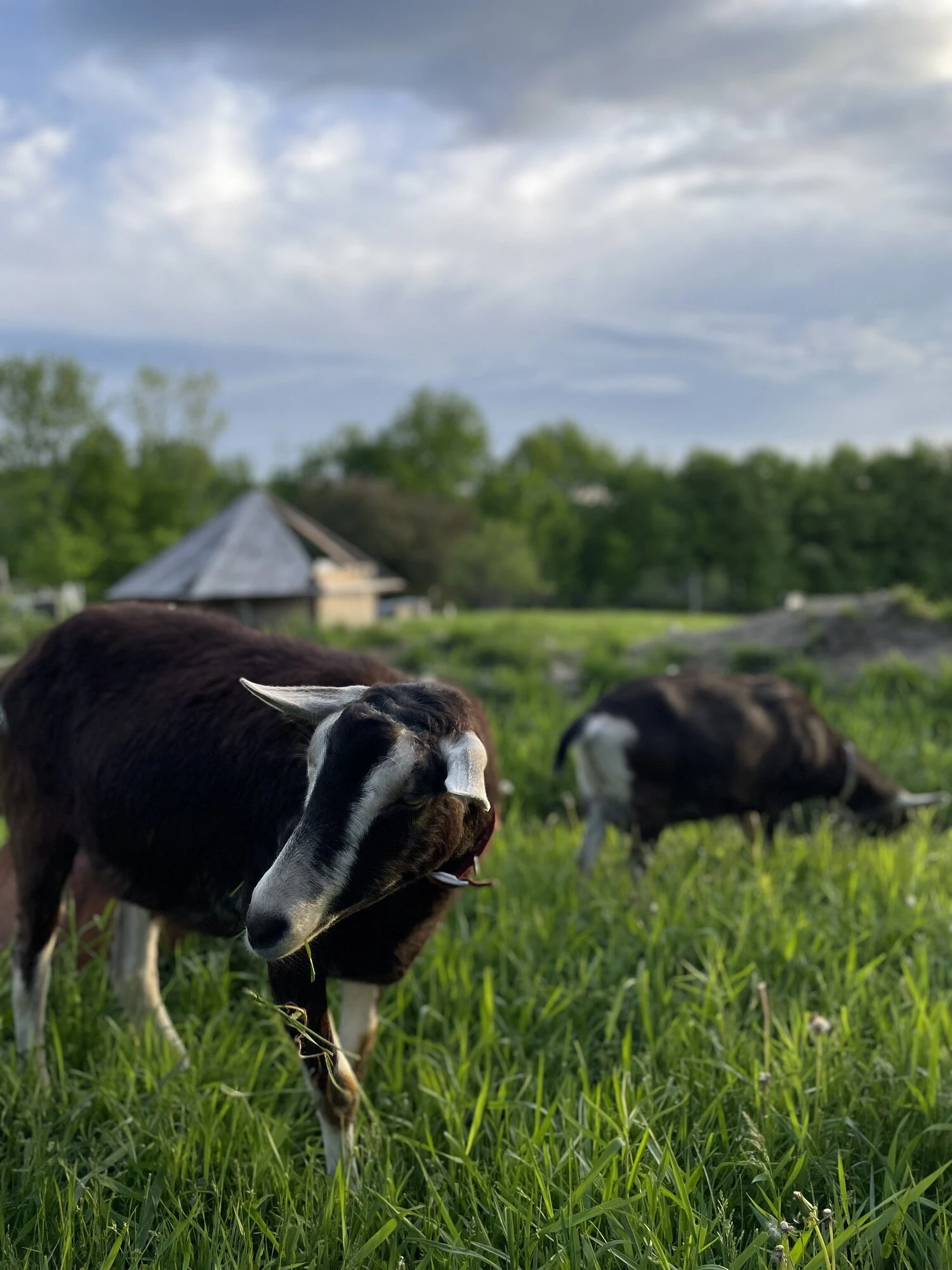 Les chèvres de Martha.