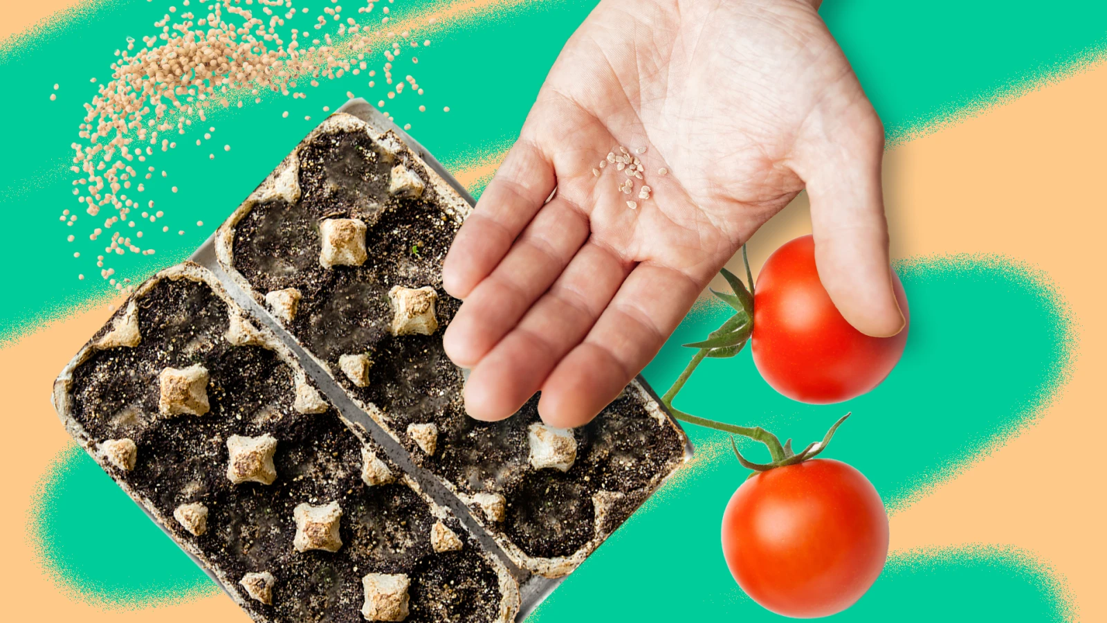 Guide rapide pour planter des semis