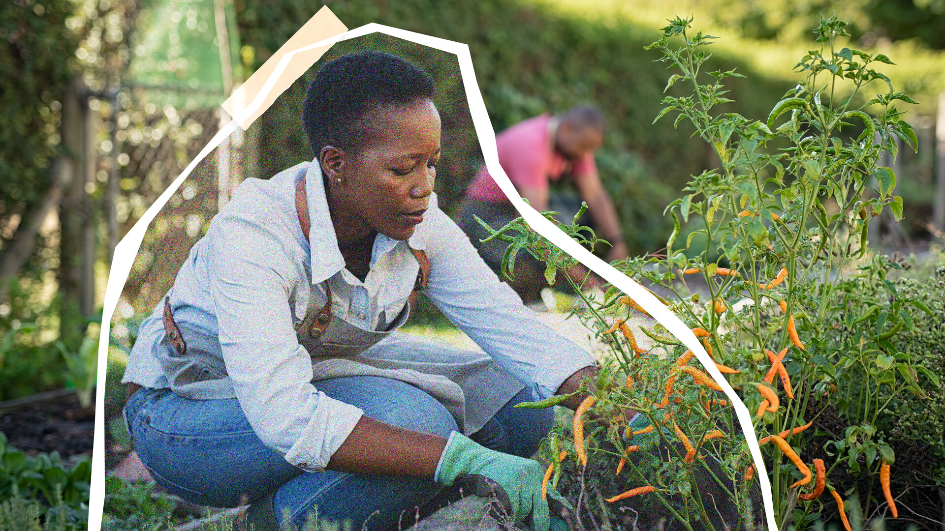 Le compagnonnage potager : entre pratique ancestrale et science | Dehors
