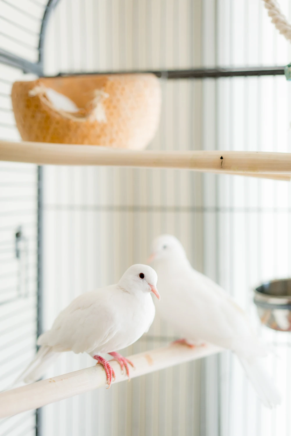 Crédit: Xuana Cesar