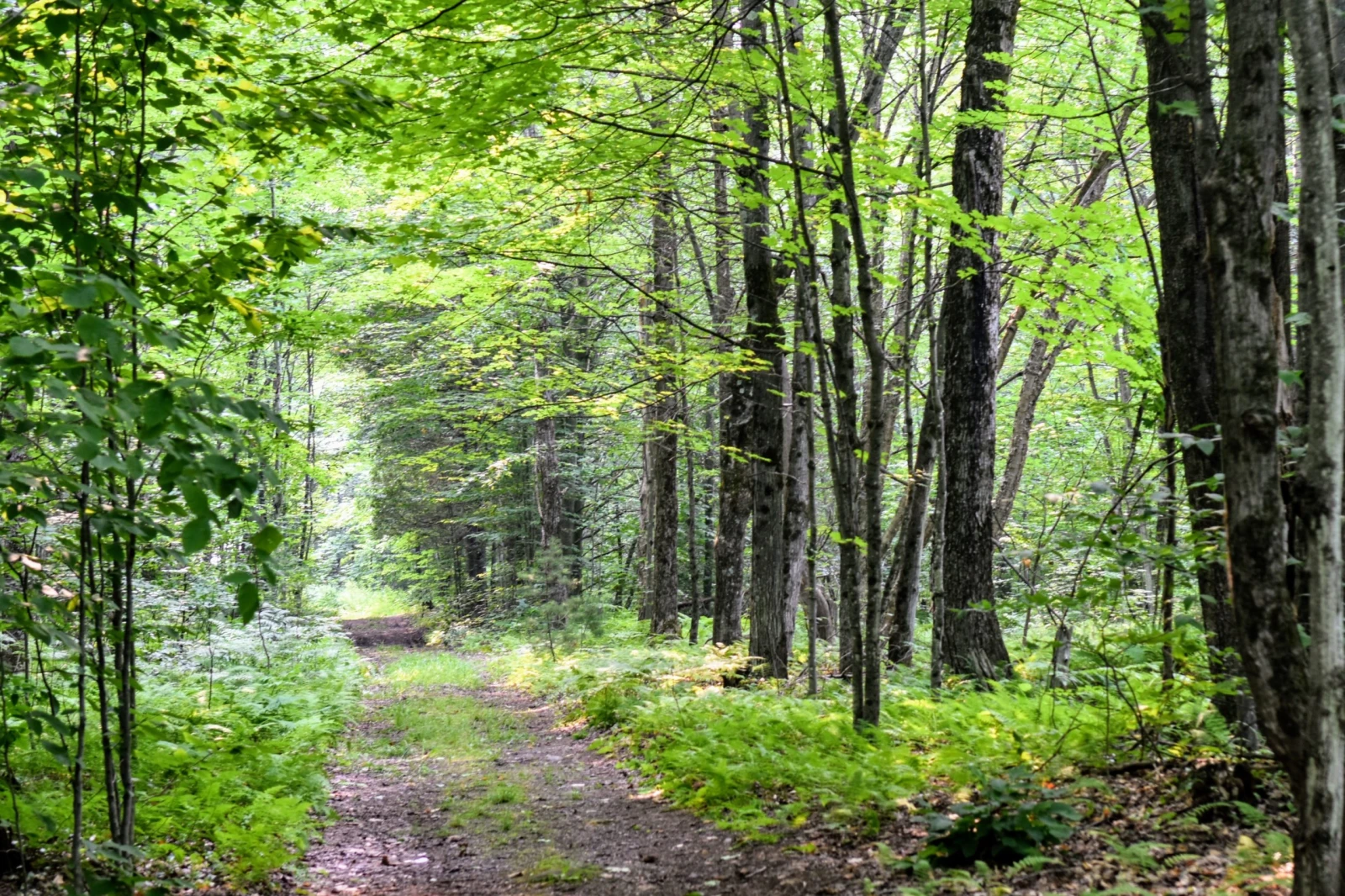 C’est ici que Foncier solidaire veut concrétiser son premier projet.