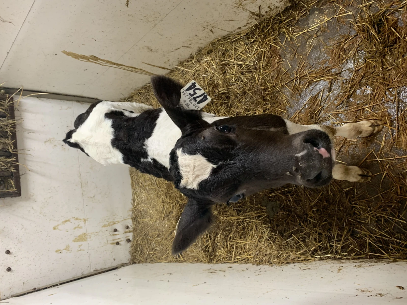 Un petit veau curieux