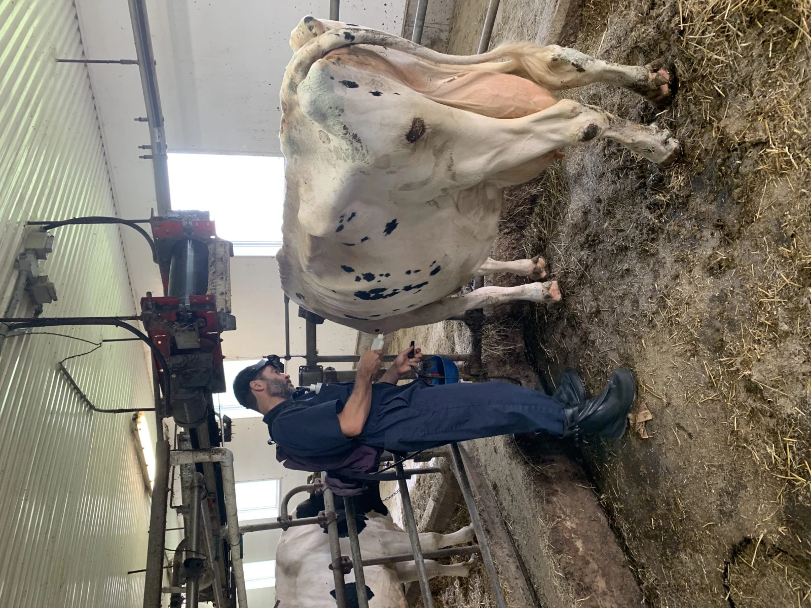 Christian qui examine la vache numéro 18