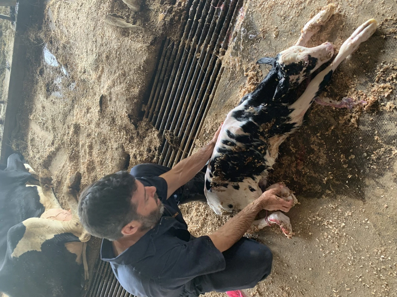 Le vétérinaire tient le veau en place afin qu’il puisse mieux respirer