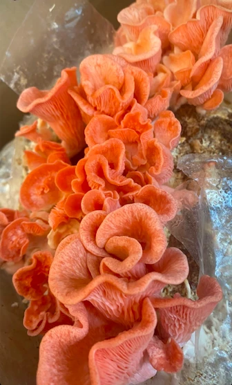 Les pleurotes de Camille