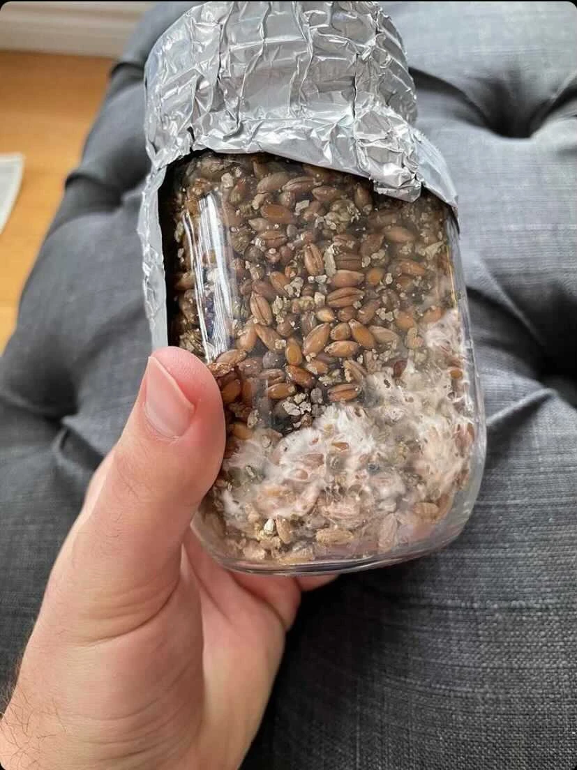 Le mycélium de Thomas qui commence à prendre forme