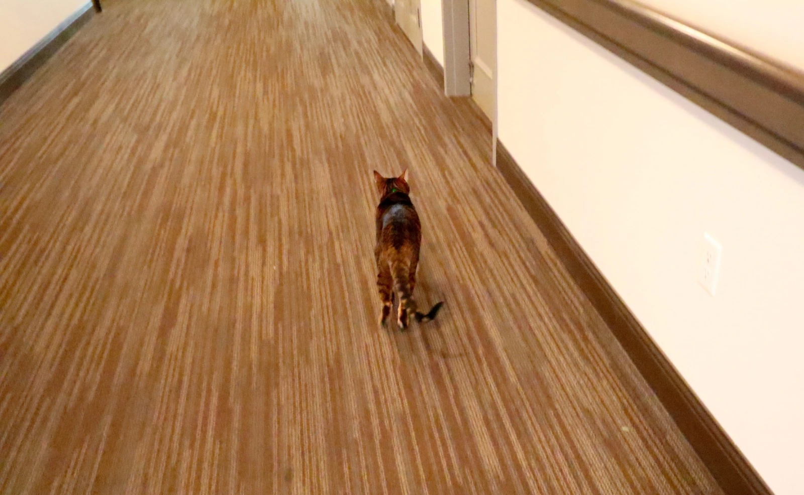 Gatsby l’explorateur.