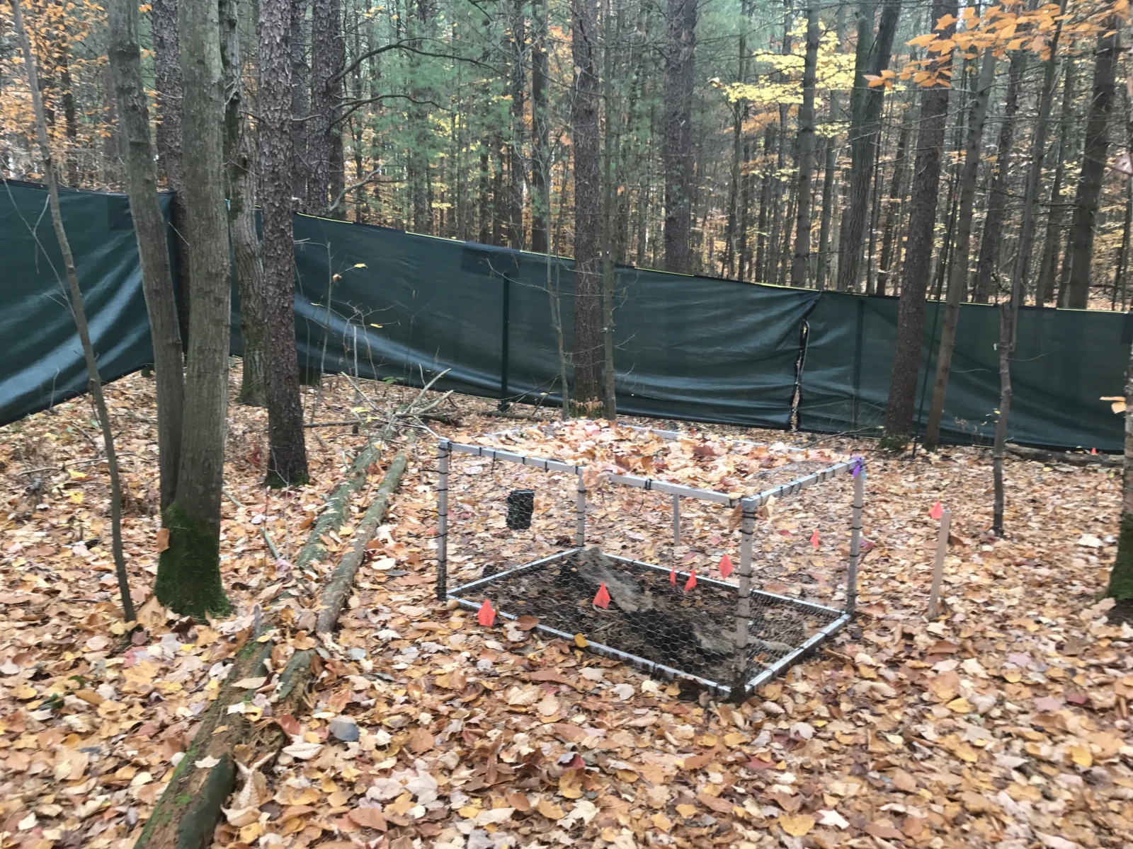 Les porcs reposent sous une cage métallique pour éviter que des animaux s’emparent des carcasses.