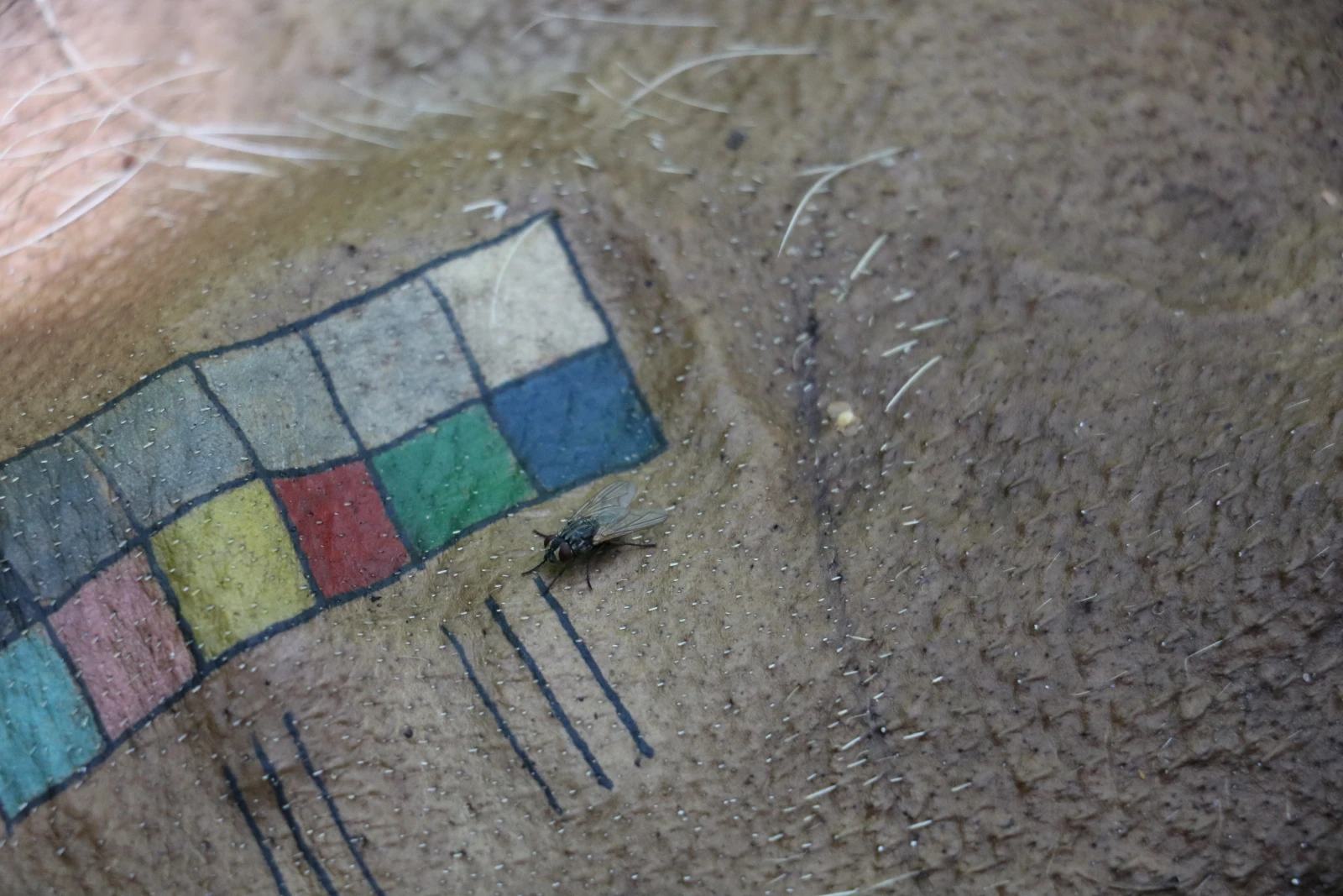 Voici le type de tatouages qui sont réalisés sur les carcasses de porc.