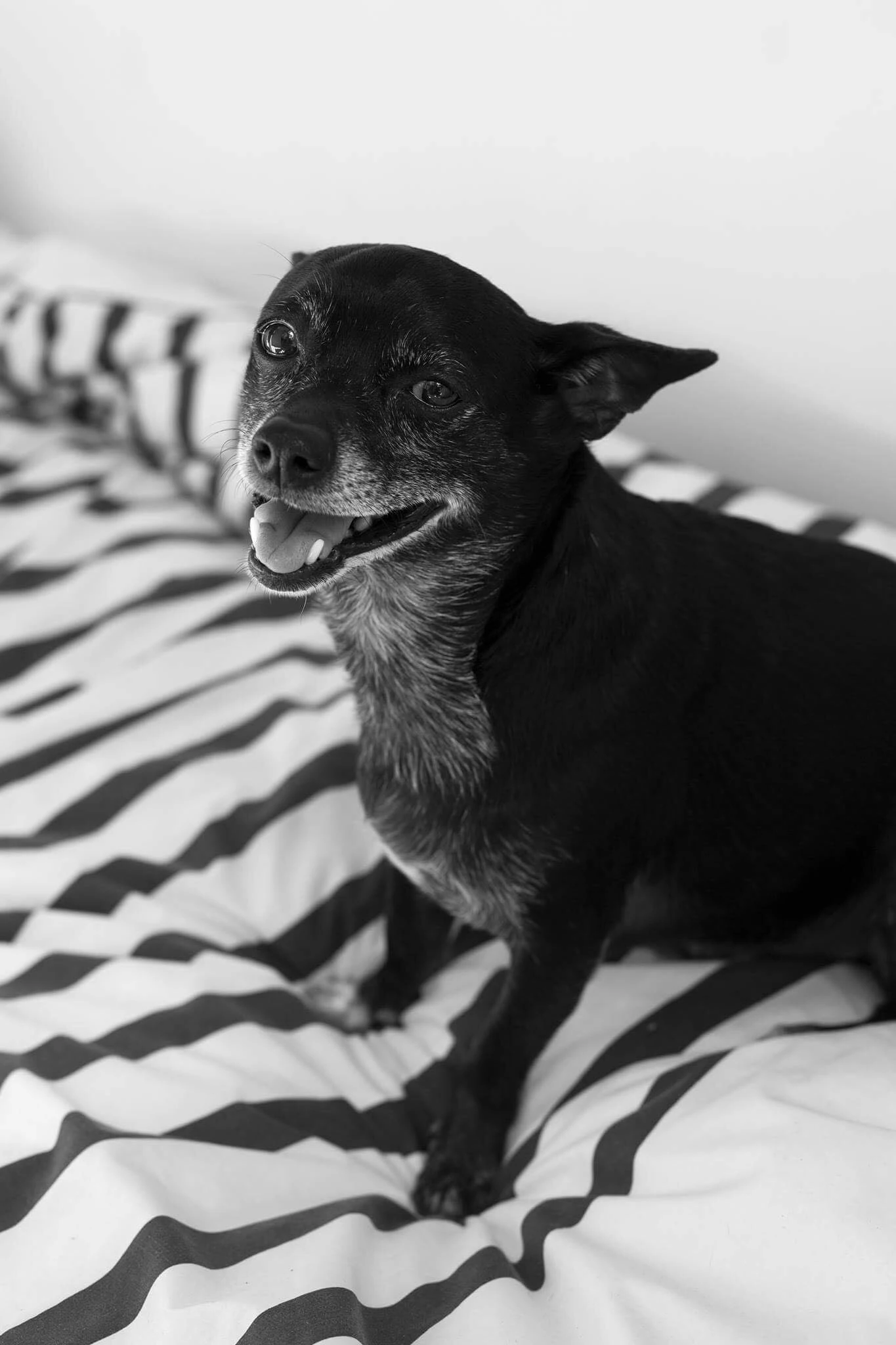 Crédit : Jimmy Francoeur