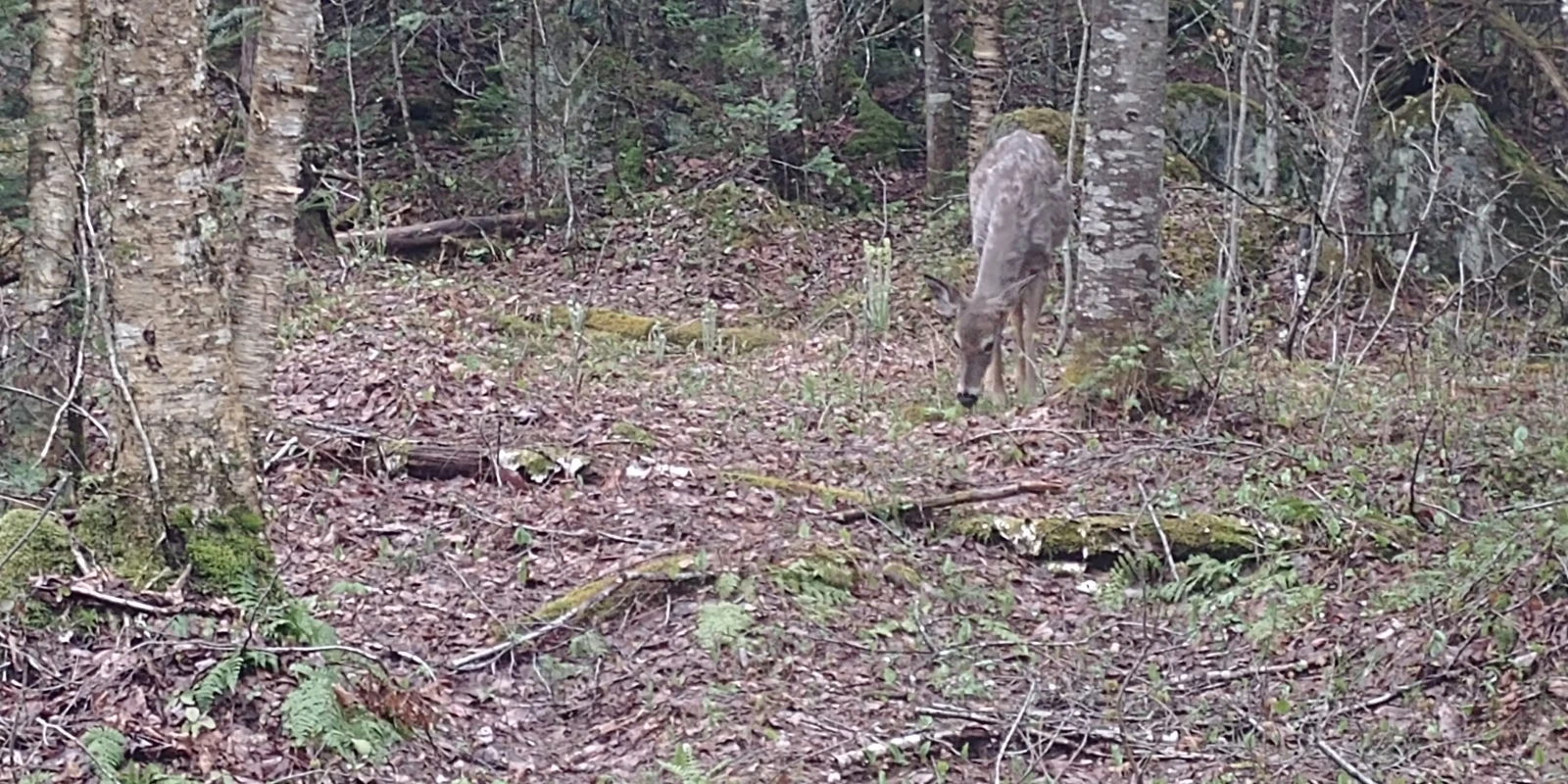 Mention spéciale à ce petit bambi qui se confondait trop bien avec le décor.