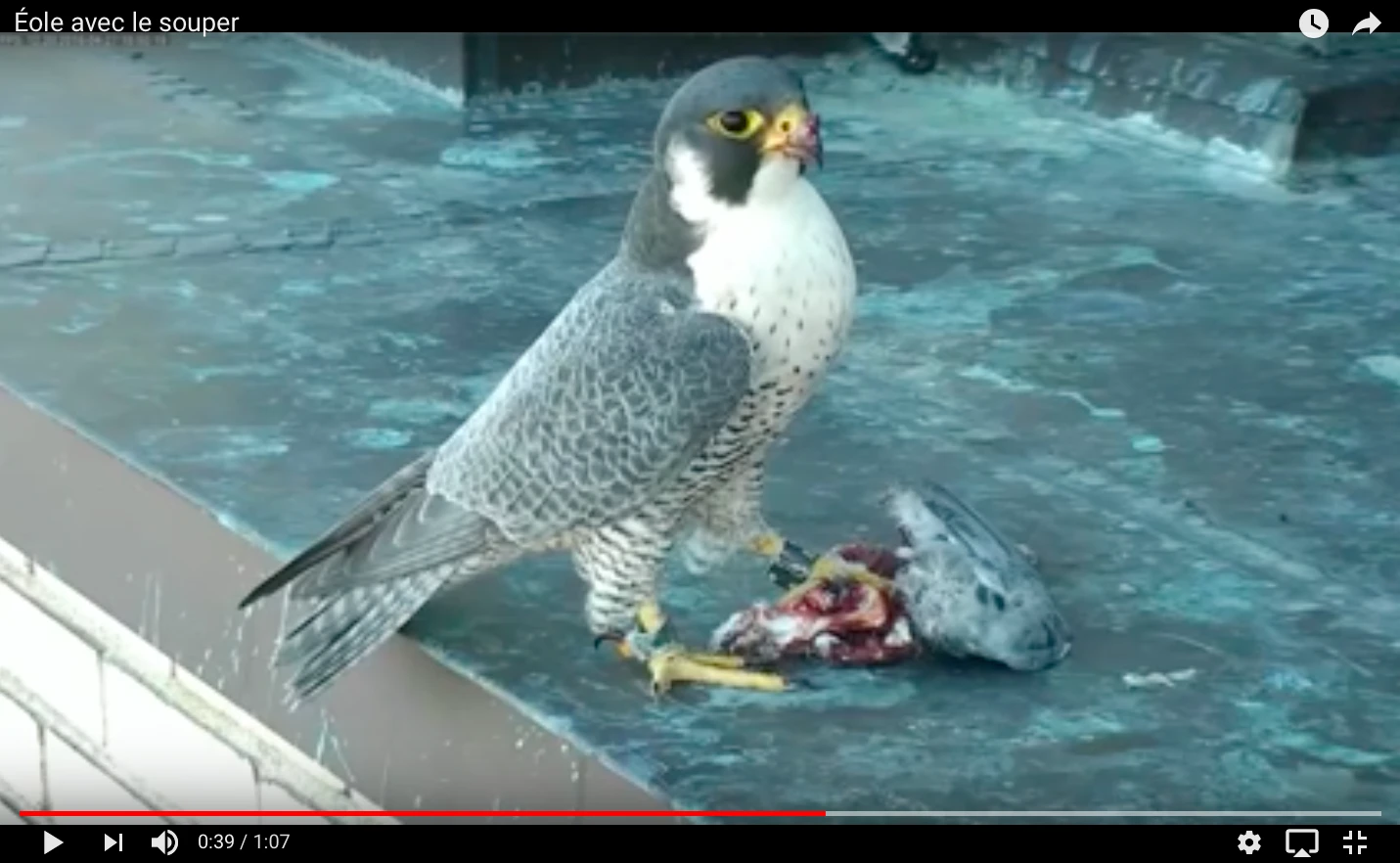 Le faucon Éole rapporte du pigeon montréalais.