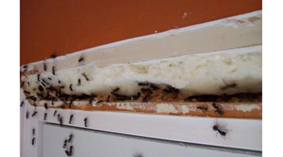 Malheureusement, le Syndicat des fourmis charpentières n’a jamais réussi à obtenir une rémunération bonifiée pour le travail de soir. La lutte se poursuit toutefois.