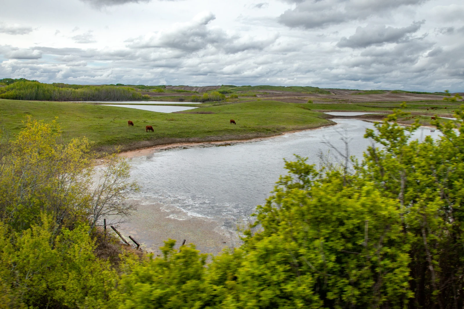 Des prairies où broutent des bovins / Photo : Noé Girard-Blanc