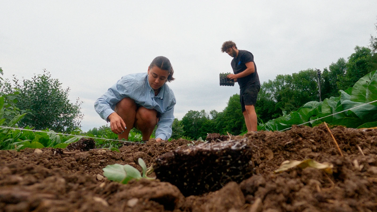 JARDINAGE-PARCELLES-AUSTIN-TERRE