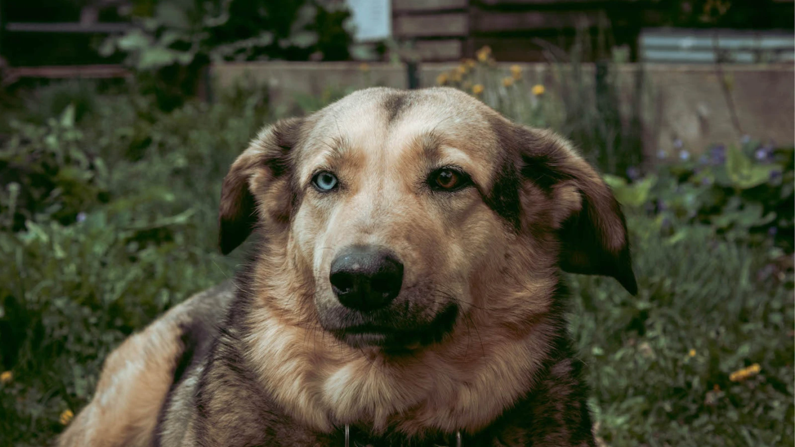 Le chien enlevé du presbytère