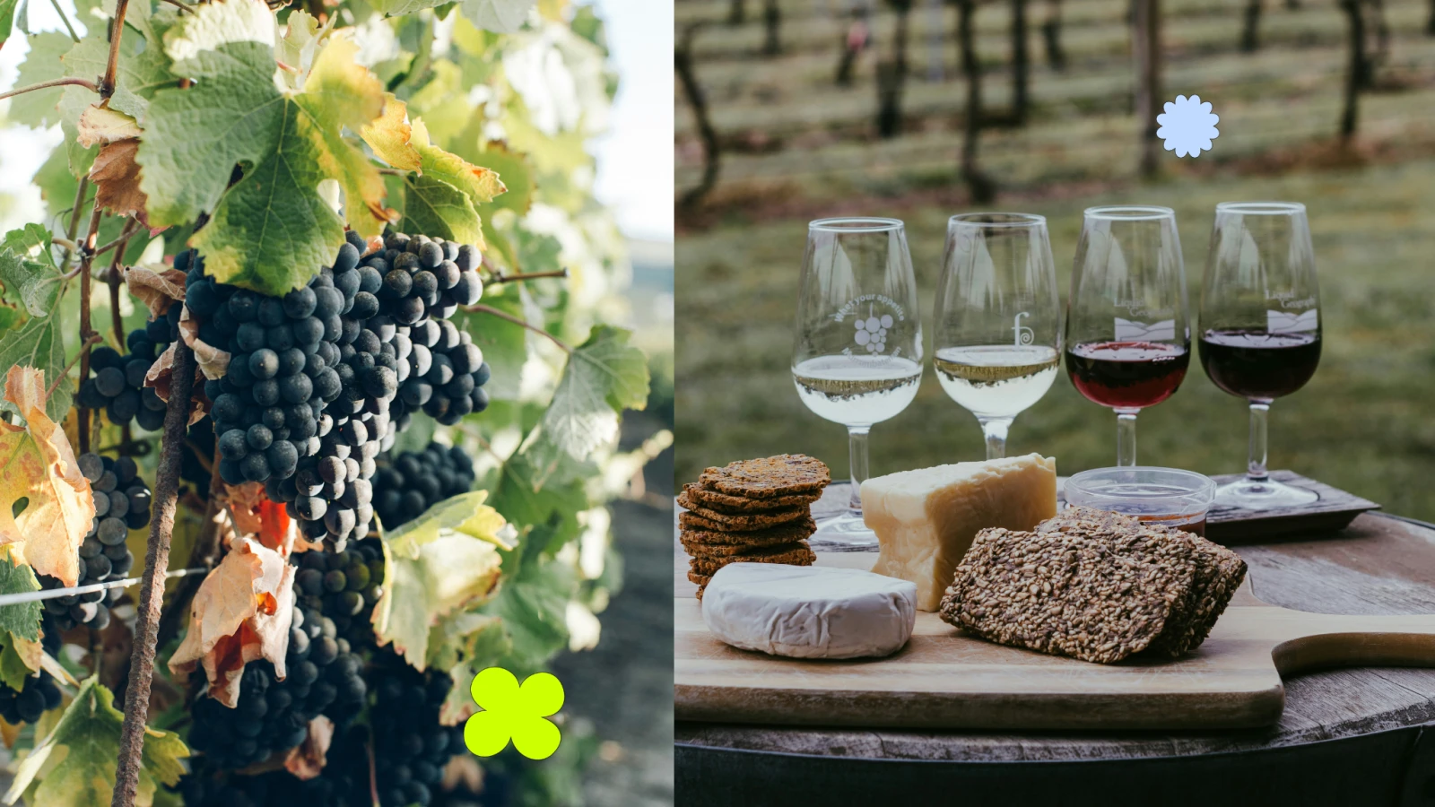 Top 10 des endroits où faire les vendanges au Québec