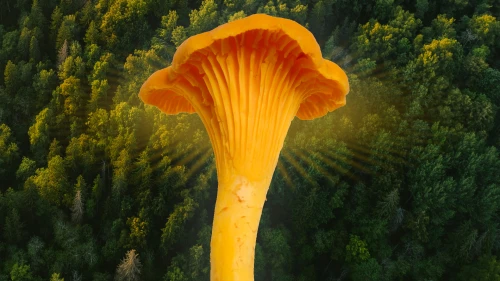 Sponso Nature Québec