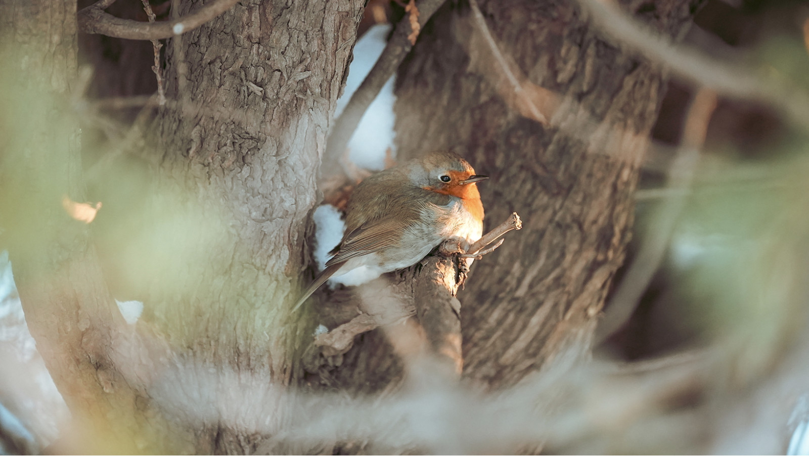 Le rouge-gorge d’Hochelaga