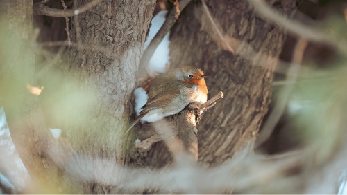 Le rouge-gorge d’Hochelaga