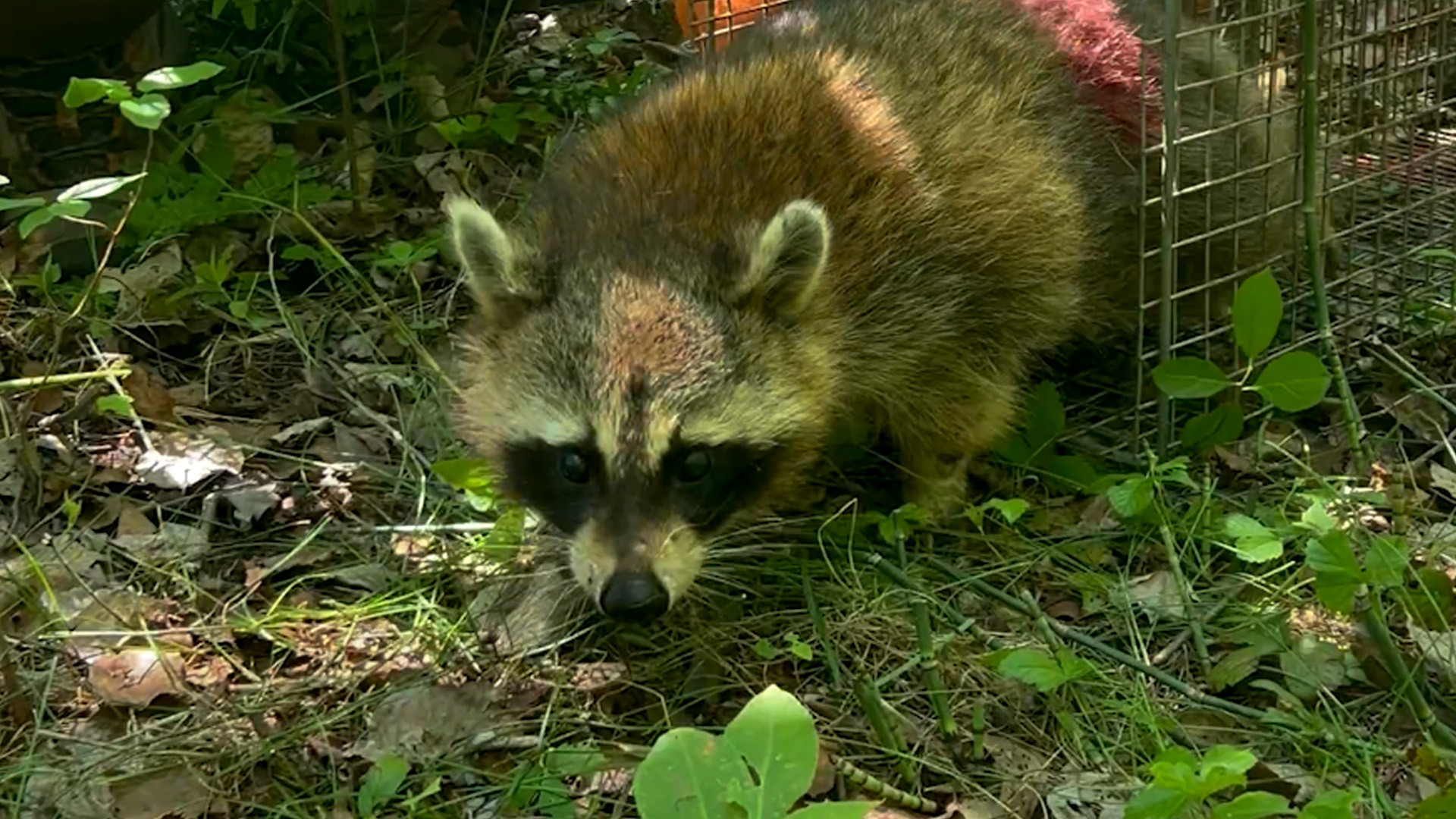 La chasse aux ratons enragés est ouverte