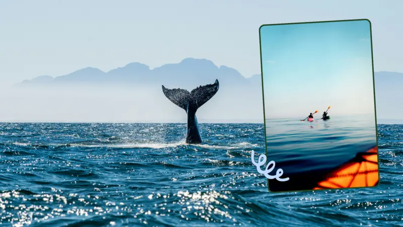 7 façons inusitées (et mémorables) d’observer les baleines au Québec